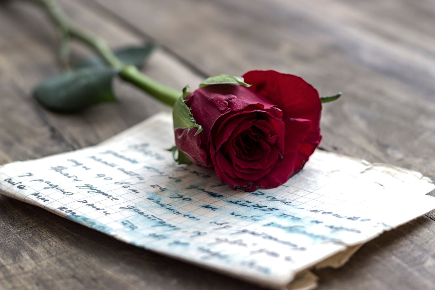 Love letter and rose